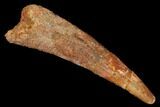 Huge, Fossil Pterosaur (Siroccopteryx) Tooth - Morocco #164245-1